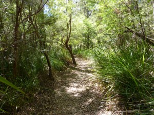 Nearby there are plenty of forest walks through old growth forest.