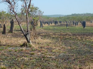 Not a graveyard - magnetic termite mounds.