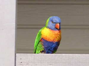 Check out the colours.