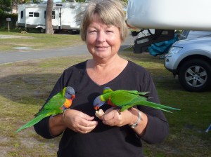 Supposedly wild birds