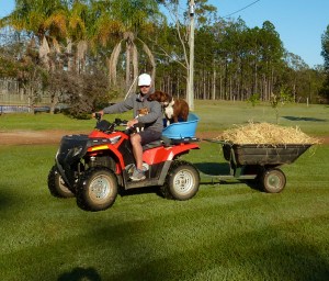 Heading out to the cow paddock