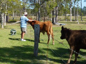 Short Horns enjoying a bit of a pat.