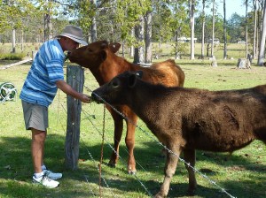 Murray 1 and Short Horns enjoying a hand fill of lush grass.