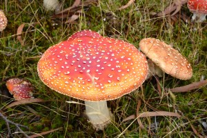 Fairy story mushrooms (couldn't find any fairies though).