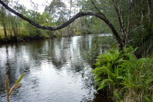 Same stream, from a different direction.