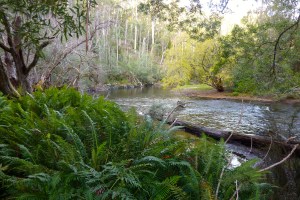 Stream in our campground.