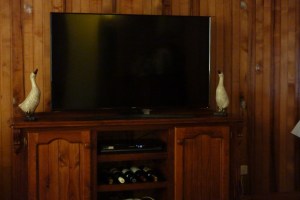 Farmyard ducks looking up at our TV