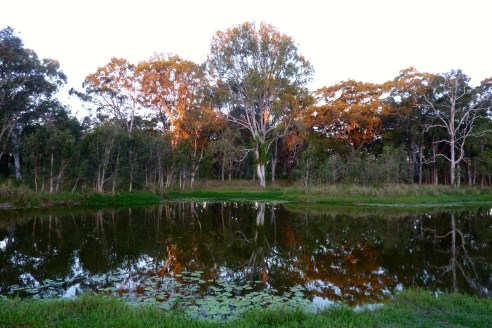 The setting sun reflecting on the trees.