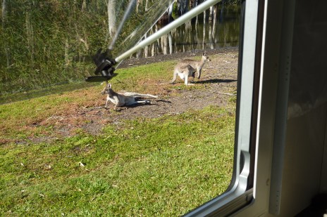 Roos sharing our camping space - check out the joey in the pouch.