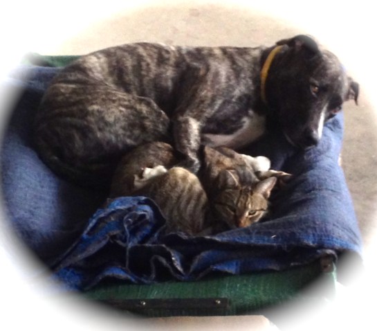 Tommy Tigger enjoying the protective paw of Titan.