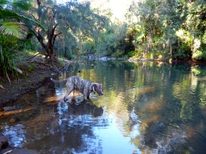 Titan having a paddle in the creek