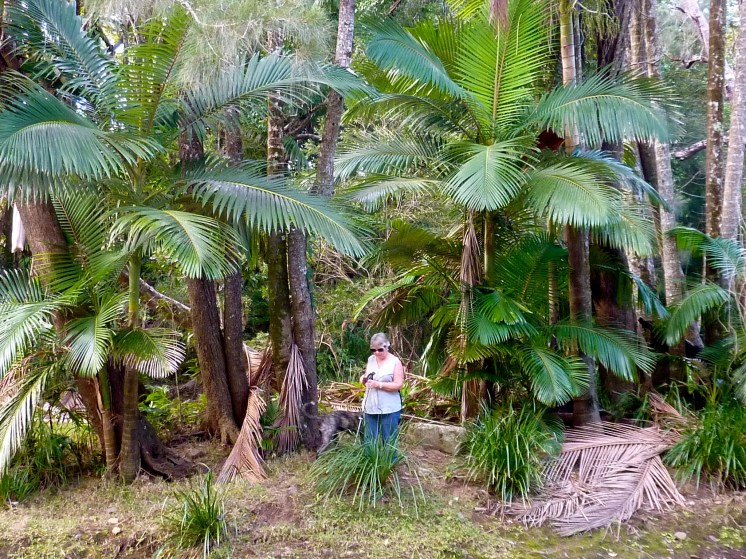 The natural habitat down by the creek - at the bottom  of Cardiac Hill.