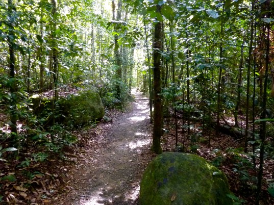A walk track in Eungella (pronounced Youngilla). A cruel reminder of how unfit I am.