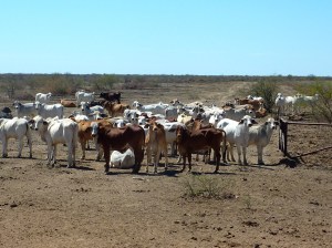 A few of the 28,000 head of cattle.