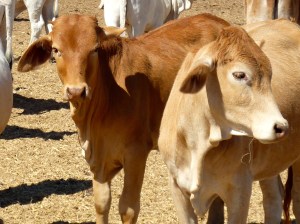 Looking healthy and contented.