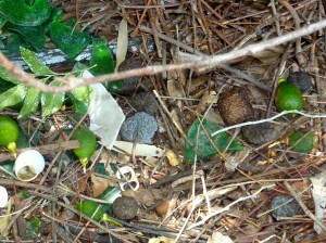 Even the small wild lemons are chosen according to their colour.