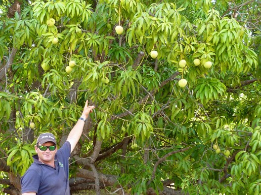 Kelv couldn't be prouder of his mangos if he owned the farm himself.