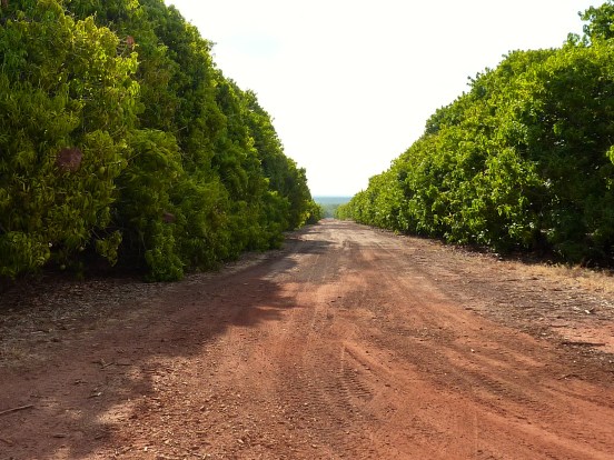 Avenues of trees stretching for miles in every direction.