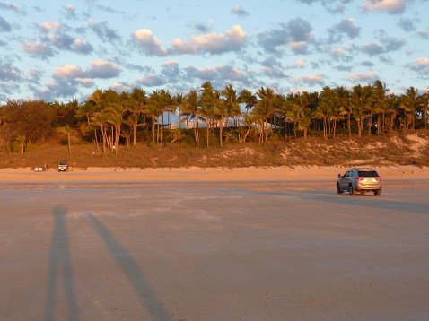 Palm trees lit by the setting sun.