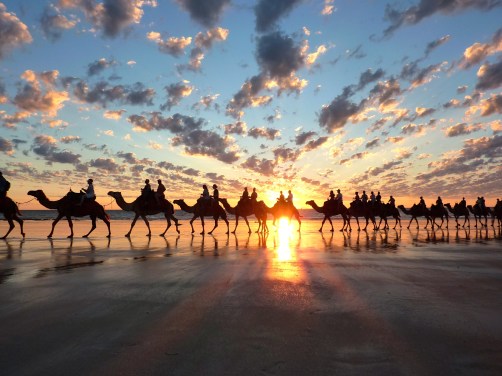 The iconic Cable Beach Camel Trains.
