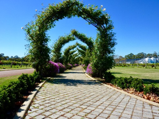 Huge rose arbours at Voyager Estate.