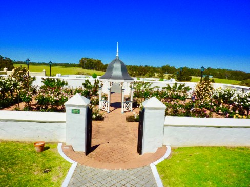 The Voyager rose garden in full bloom.