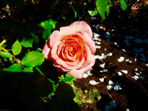 Close up of a perfectly formed rose bloom.