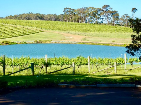 The vines overlooking small lake at Aravina Estate.