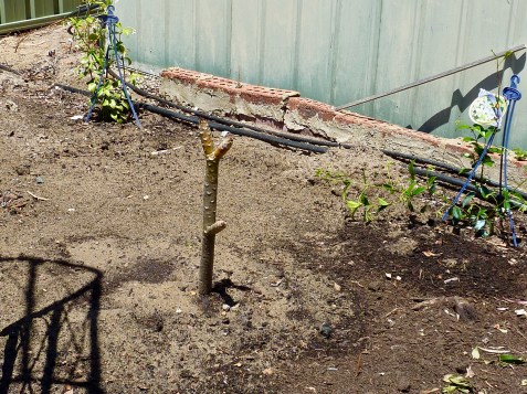 One of three frangipani cuttings now planted.
