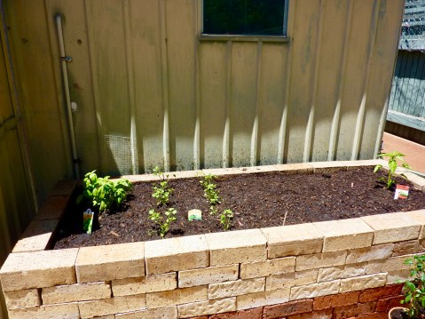 Herbs and radish seeds planted.