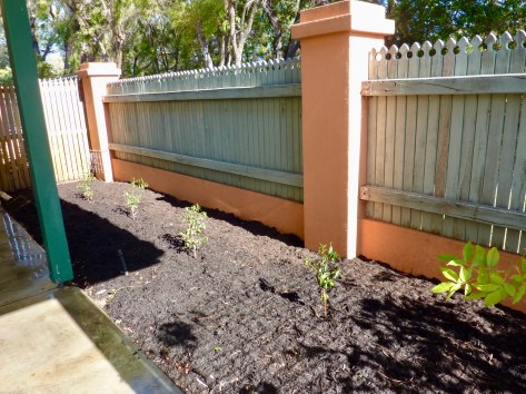 The beginnings of our Lily Pilly hedge.