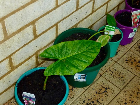 Offspring Elephants Ears many generations on from it's grand parent plant first bought in 1998