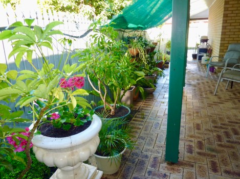A new Pygmy Date Palm along side an urn with a brightly coloured Geranium