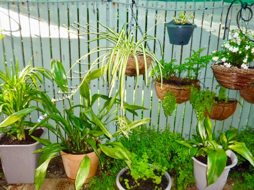 New Golden Cane Palms growing alongside rescued plants from the existing garden.
