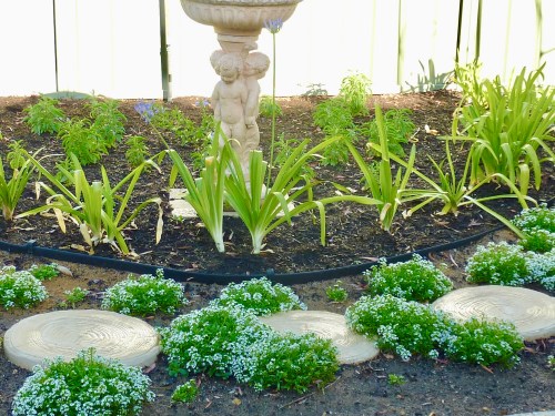The Birdbath now with Plumbago just starting to peep out from behind.