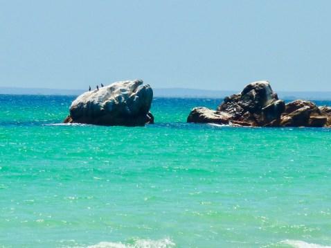 Birds doing their bit to provide a snow capped rock look alike.