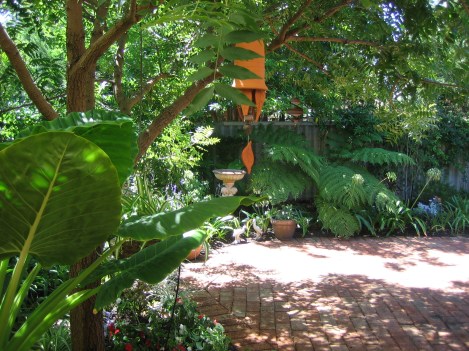 One of the big Elephant's Ears in Granadilla Street - a distant ancestor of my new little babies.