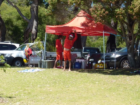 Life Savers limbering up as they keep watch from up high amongst the peppermint trees.