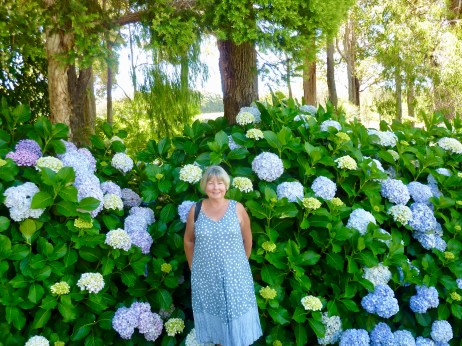 Beautiful Hydrangea at Aravina Winery Estate - beautiful meal too. 