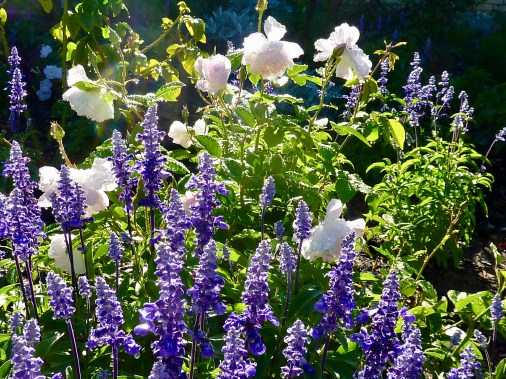 Blush Ice-berg surrounding by blue salvia