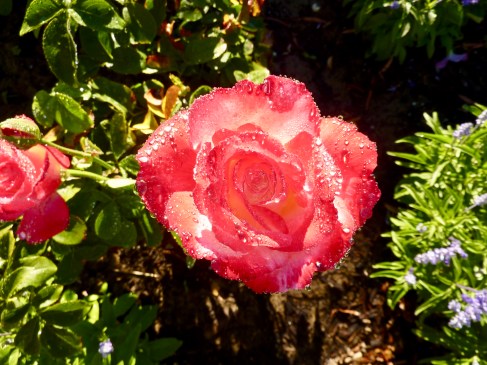 Dew droplets on Double Delight.