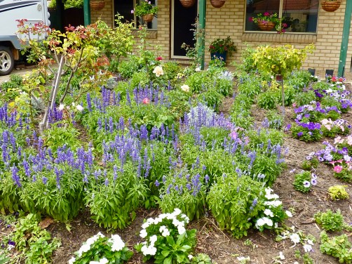 In full bloom this morning.