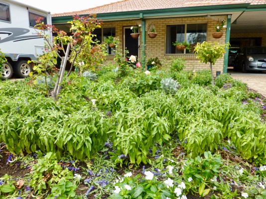 And this afternoon - all gone!